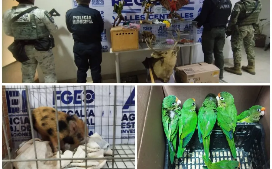 En cateo rescatan aves exóticas y aseguran animales disecados en Santa Lucía del Camino