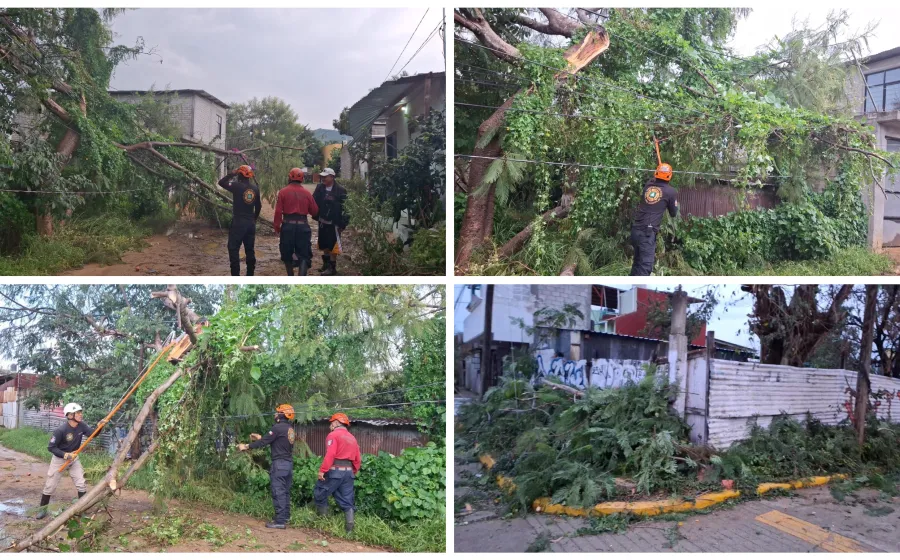 Lluvia genera caída de árboles en Xoxocotlán