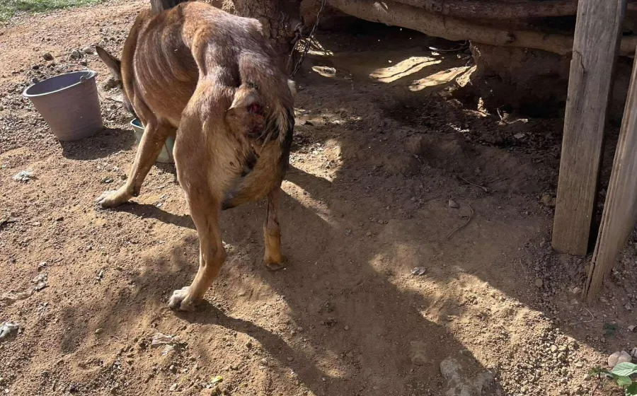 Rescatan a Nala, perrita en situación de abandono en Valles Centrales