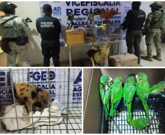 En cateo rescatan aves exóticas y aseguran animales disecados en Santa Lucía del Camino