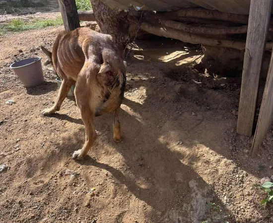 Rescatan a Nala, perrita en situación de abandono en Valles Centrales